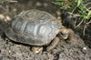 Galapagos - Santa Cruz - Jeune tortue terrestre  la station Darwin