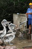 Galapagos - Santa Cruz - Les pélicans attendent les restes