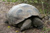 Galapagos - Santa Cruz - Tortue terrestre apeure