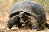 Galapagos - Santa Cruz - Tortue terrestre