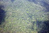Guyane française - Vue d'avion - La forêt amazonienne