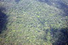 Guyane franaise - Vue d'avion - La fort amazonienne