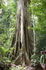 Guyane franaise - Sal - Un figuier trangleur