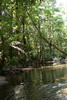 Guyane franaise - Sal - Rivire dans la jungle