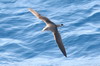 Iles Canaries - Traverse Tenerife - La Palma - Puffin cendr