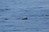 Iles Canaries - Traverse Tenerife - La Palma - Globicphales tropicaux