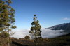 Iles Canaries - Route des volcans (La Palma) - Mer de nuages