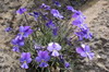 Iles Canaries - Caldera de Taburiente (La Palma) - Violettes de La Palma