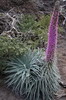 Iles Canaries - Caldera de Taburiente (La Palma) - Viprine rouge