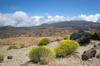 Iles Canaries - Montana blanca (Teide - Tenerife) - Moutarde du Teide