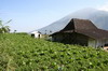 Indonsie - Volcan Merapi (Java) - Plantations de tabac et carottes