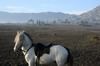 Indonsie - Mont Bromo (Java) - Cheval et temple hindouiste