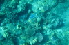 Indonésie - Amed (Bali) - Coraux et étoile de mer