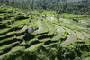 Tirtagangga (Bali) (Indonésie) - Rizières en terrasse