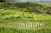 Indonsie - Tirtagangga (Bali) - Amphithtre de rizires