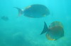 Indonsie - Ile de Gili Nanggu (Lombok) - Poissons