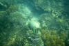 Indonsie - Ile de Gili Nanggu (Lombok) - Poissons et coraux