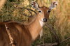 Inde - Parc National de Ranthambore - Antilope nilgaut femelle