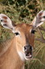 Inde - Parc National de Ranthambore - Antilope nilgaut femelle