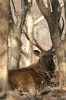 Inde - Parc National de Ranthambore - Cerf sambar mâle