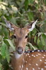 Inde - Parc National de Ranthambore - Cerf axis femelle