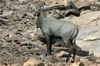 Inde - Parc National de Ranthambore - Antilope nilgaut mâle