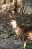 Inde - Parc National de Ranthambore - Cerf axis mâle
