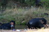Inde - Parc National de Khana - Bain des lphants