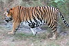 Inde - Parc National de Khana - Tigre mâle