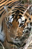 Inde - Parc National de Khana - Tigre dans les hautes herbes