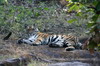 Inde - Parc National de Bandhavgarh - Tigresse au repos