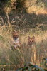 Inde - Parc National de Bandhavgarh - Dh�les (chiens sauvages)