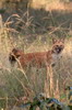 Inde - Parc National de Bandhavgarh - Dh�les (chiens sauvages)