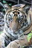 Inde - Parc National de Bandhavgarh - Jeune tigre