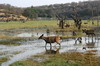 Inde - Parc National de Ranthambore - Cerfs sambar dans les marais