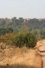 Inde - Parc National de Ranthambore - Vue sur le fort