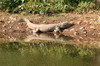 Inde - Parc National de Ranthambore - Crocodile des marais