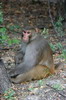 Inde - Parc National de Keoladeo - Macaque Rhsus