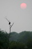 Inde - Parc National de Keoladeo - Aigle au coucher de soleil