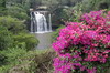 Voyage naturaliste au Kenya - Blue Post Hotel  Thika - Chute d'eau et Bougainville