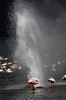 Voyage naturaliste au Kenya - Lac Bogoria - Geyser