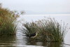 Kenya - Tanzanie - Lac Naivasha - Marabout devant les papyrus géants