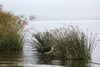 Kenya - Tanzanie - Lac Naivasha - Marabout devant les papyrus gants