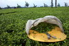 Kenya - Tanzanie - Kericho - Plantations de thé