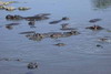 Kenya - Tanzanie - Parc National du Serengeti - Hippopotames