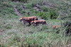 Kenya - Tanzanie - Parc National du Serengeti - Famille de lions