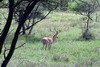 Kenya - Tanzanie - Parc National du Serengeti - Impala mle