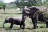 Kenya - Tanzanie - Parc National du Serengeti - Eléphanteau et sa Maman