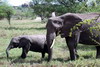 Kenya - Tanzanie - Parc National du Serengeti - Elphanteau et sa Maman