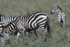Kenya - Tanzanie - Parc National du Serengeti - Zbres de Burchell